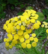 honeybee, photo by Doreen Miller